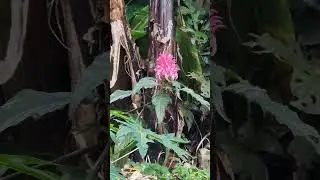 Colibri y su Belleza de la Naturaleza.