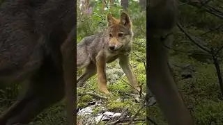 The wolf cubs are playing 