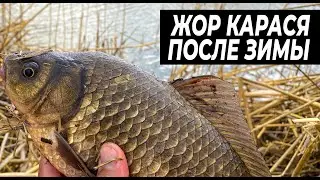 ПОПЛАВОК ПОШЕЛ НА ДНО, УДОЧКА В ДУГУ! ПЕРВАЯ РЫБАЛКА НА ПОПЛАВОК! РЫБАЛКА В АСТРАХАНИ 2024