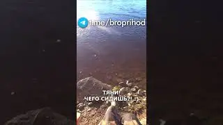 Каждый раз подсекаю, когда смотрю) #рыбалка #fishing #рыба #река #братьяПриходько #удочка #хариус