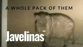 Javelina Encounter - Ran into a pack