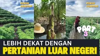 Lebih Dekat dengan Pertanian Modern di Luar Negeri Part 3 #kumpulanshorts