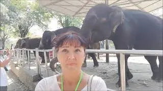 Тайланд. Паттайя.  Сад камней в январе 2023 года и минизоопкарк.