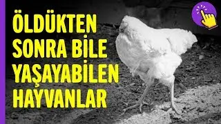 Öldükten sonra bile yaşayabilen canlılar | İlginç bilgiler | Aklında olsun