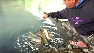 Ganasnya Bukan Main Mancing di sungai ini ikan nya Rakus sekali strek dua ikan Nila Babon