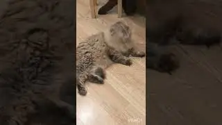 Здорова заебал