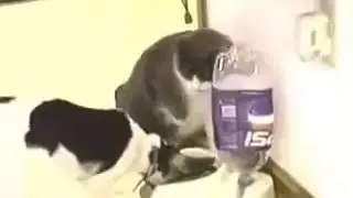Бой кота и собаки