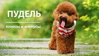 ПУДЕЛЬ. Плюсы и минусы породы POODLE