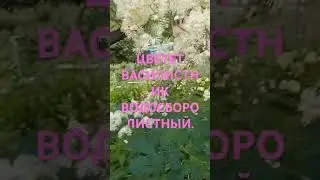 ЦВЕТЕНИЕ ВАСИЛИСТНИКА ВОДОСБОРОЛИСТНОГО.