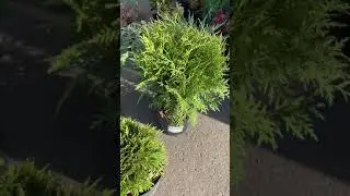 Туи западные шаровидные (Вудварди, Литл Чемпион, Даника, Глобоза, Литл Гиант)