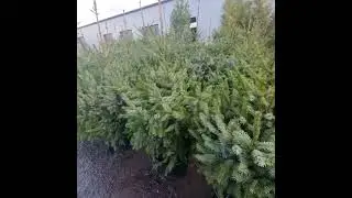 02 ноября 2023 г. Ель сербская в горшке
