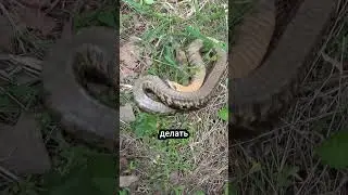 Мировой Мастер Маскировки среди Змей! 🎥🐍 