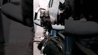 чиройли мушук