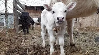 Отделяю тёлочку на ночь от коровы🐮