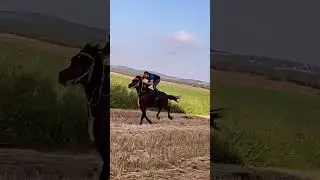 #الخيل_العربية #فروسية #الحصان_العربي الحصان أمير الخيل مع المدرب طارق بن زياد كعبية #stallion
