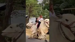 SAPI MINTA KAWIN