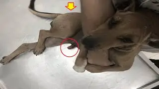 Poor Puppy who was hit by a car with abdominals hanging out and a complete break to her right