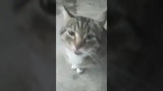 Самый Грустный