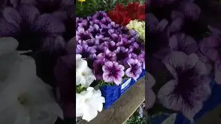 Дарите женщинам цветы 💐#цветы #сад #огород #дача