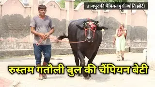 रुस्तम गतौली की चैंपियन मुर्रा बेटी ज्योति || Rustom Gatauli's champion Murrah daughter Jyoti