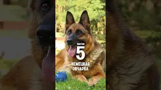 5 фактов о породе – Немецкая овчарка. 