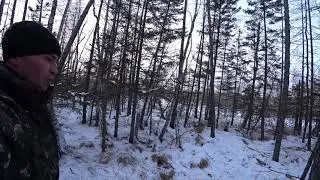 ПРИШЛИ ВОЛКИ!!! ЖУК ОЗВЕРЕЛ!  Необычная находка при сборе серы.
