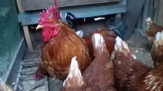 ПЕЧАЛЬНЫЕ НОВОСТИ, ЭКСПЕРИМЕНТ С ЛОМАН БРАУН ЗАВЕРШЕН/ИНКУБАЦИЯ КУРИНЫХ ЯИЦ/