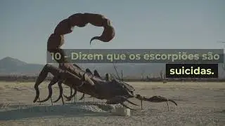 Desvendando os Mistérios do Escorpião: 10 Curiosidades Fascinantes que Vão Te Hipnotizar!