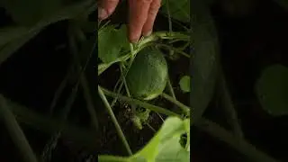 Дыни и у нас могут быть сладкими и сочными! Главное повторите это
