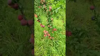 Слива Путешественница