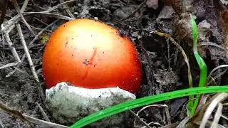 В лес по грибы 30 сентября 2018, Горячий ключ Краснодарский край