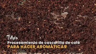 Procesamiento de cascarilla de café para hacer aromáticas- TvAgro por Juan Gonzalo Angel Restrepo