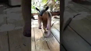 Tamandua 🦥 The Adorable Anteater!