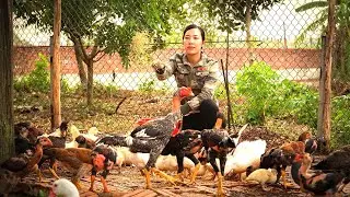 Free new life | Animal farm project, Breed rabbit care , Lisa's chicken farm renovation in 2022