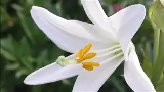 12 Types Of Beautiful White Lily Flowers