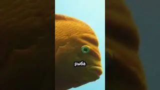 Рыбы, которые приручили людей! 🐟🙋‍♂️🤯 