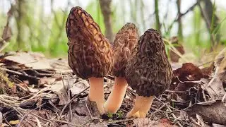 СМОРЧКИ! НЕ ОПЯТЬ, А СНОВА!