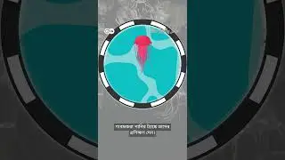 মস্তিষ্ক ছাড়াই শেখে জেলিফিশ! 
