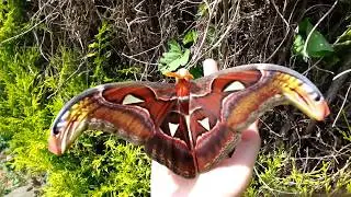Павлиноглазка атлас | Attacus atlas | Atlas moth