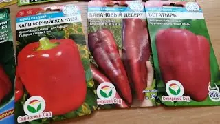 Выращивание СЛАДКОГО ПЕРЦА. Рассада, подкормки, формирование и защита от болезней.