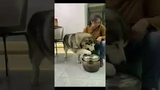 Có em này trong nhà gia đình ăn chay hết quá 😭😭😭chó pet xuhuong dog