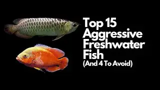 The Top 15 Most Aggressive Freshwater Fish 👊 (And 4 To Avoid)