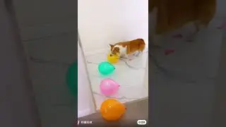 Dog blast balloons in line #funny #viral #music #song #animallover #animals #beauty #cat