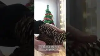Как поднять новогоднее настроение?🎄