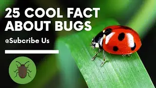 25 cool facts about bugs! #bugs  |Unique videos