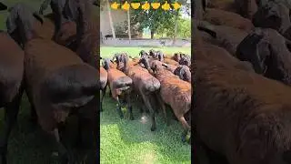 МАНЗИЛ СУРХОНДАРЁ ЗОТИ ХИСОРИ ☎️+998 99 735 52 03