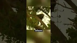 Как бабуин перехитрил львиный прайд! 🦁🐵 