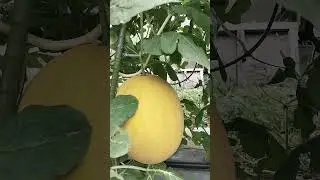 Ini Dia Semangka Gantung Ala Jepang