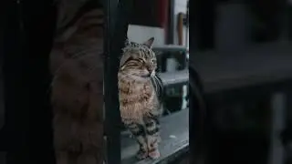 МУЖЧИНА СПАС КОТЁНКА, КОТОРЫЙ ОСТАЛСЯ НА УЛИЦЕ / ПРИЮТИЛ КОТА / man saved kitten