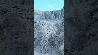 Snow in the forest | Drone view | #nature  | AIO Nature